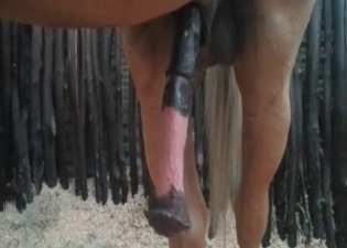 Big cock of a stallion