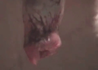 Rough penetration with a passionate dog