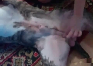 Animal sex clip featuring a hound