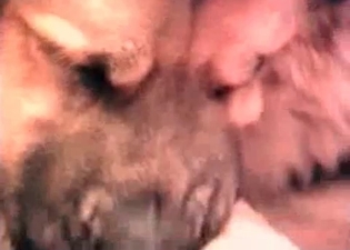 Lovely cur is great at fucking