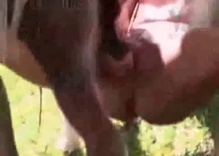 Lovely lesbians are sharing a stallion