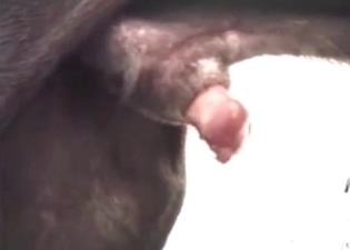 Kinky puppy is enjoying a blowjob