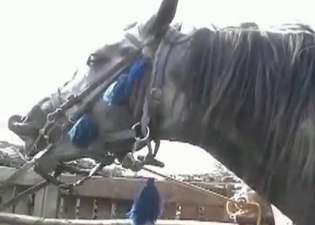 Wild ladies are sharing a stallion