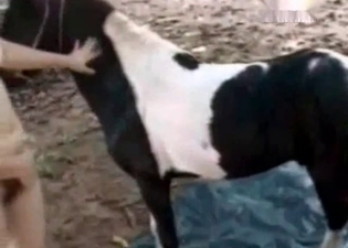 Little horse is jizzing on a babe