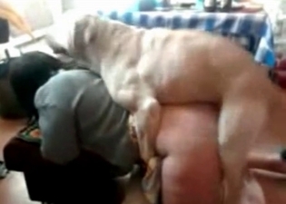 Ebony animal is satisfying a chick