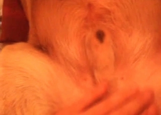 Animal's asshole is getting tortured hard
