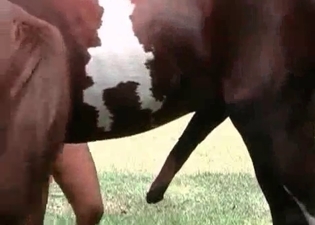 Big horse loves both of these zoophiles