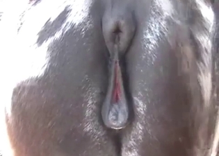 Powerful horse can't stop fucking on a camera