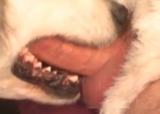 Adorable puppy is tasting a cock