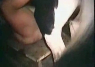Brutal horse is making this lady scream
