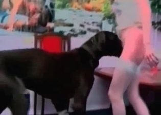 Lustful dog is taking part in crazy sex