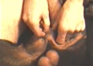 Great close-up animal sex