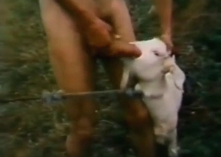 Animal fuck clip starring a goat