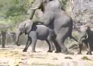 African elephants fucks in the desert