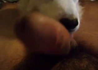 White dog sniffs and licks my hard cock