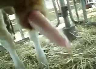 Man is trying to suck farm animal cock