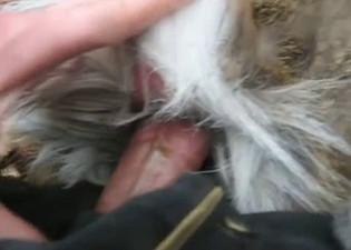 My hard wiener looks nice in doggy anus
