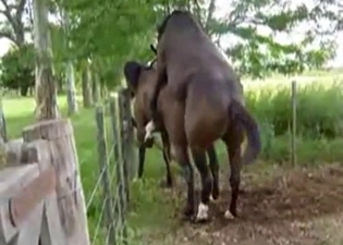 Two hot brown horses have awesome sex