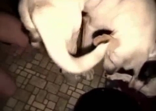 Golden zoofil blonde blows her own doggy