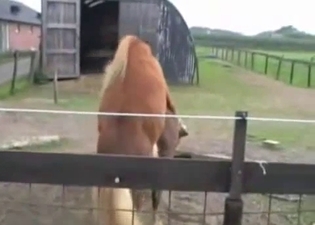 Two brown ponies fuck in hardcore mode