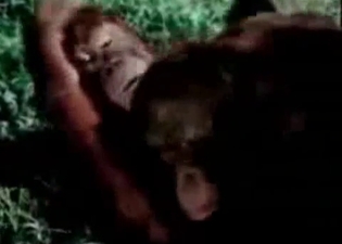 Two black monkeys fuck in the jungles