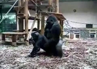 Brutal black gorillas fuck in the zoo