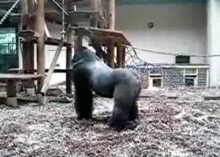 Brutal black gorillas fuck in the zoo