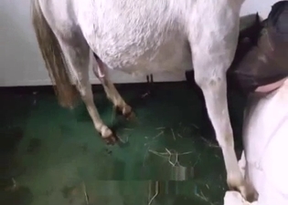 Farm girl hot nicely drilled by stallion