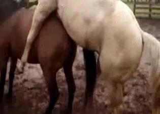 Horse gapes that horse pussy