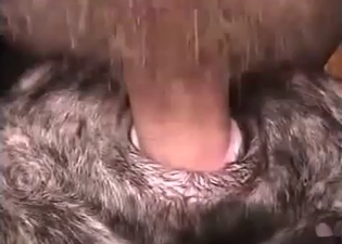 Close-up zoo sex action for you