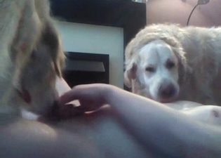 Crazy group bestiality with three doggies