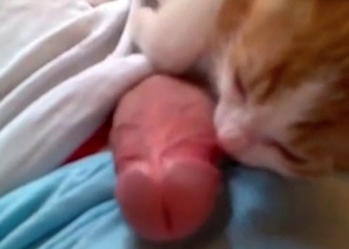 Beautiful cock sucked by a cat