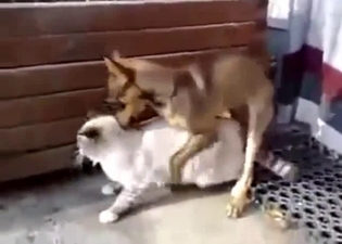 Small dog fucks in the doggy style pose
