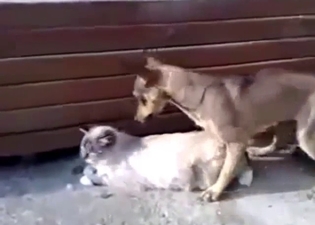 Small dog fucks in the doggy style pose