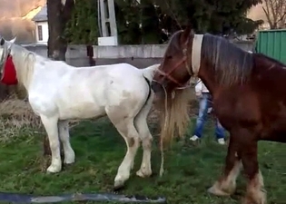 Sweet small horses fuck in the doggy style pose