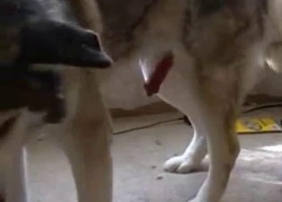 Kinky dude blows his horny dog