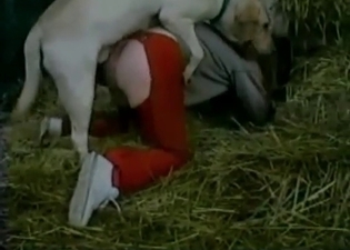 Twisted/trained animal fucking on a farm