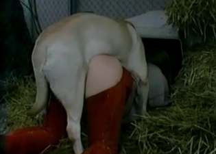 Twisted/trained animal fucking on a farm