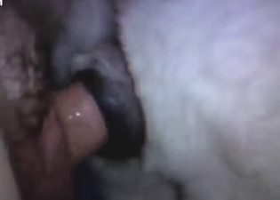 Sexy zoophile porn movie with hot close-ups