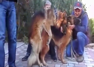 Looking cute: two dogs fucking outside hard