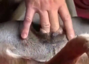 Sexy zoophile is fingering his pet's hot hole