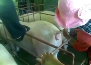 Horny pigs are going to get inseminated here