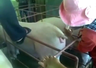 Horny pigs are going to get inseminated here
