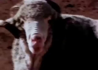 Bestiality sex with sheep-on-sheep fuckery