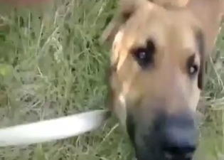 Zoophile porn with slutty dogs is so, so good