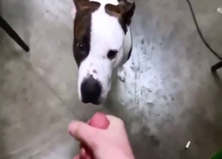Pitbull featured in a bestiality sex scene