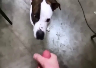 Pitbull featured in a bestiality sex scene