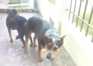 Filthy dogs with dark fur fucking in public