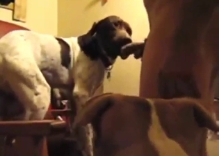 Bestiality porn with a guy thrusting in his dog