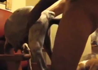 Bestiality porn with a guy thrusting in his dog